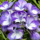 25 Seeds Koolaid Bh Lavender Flowers Beautiful Purple Fresh For Garden