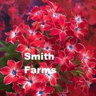 100 Seeds Popstars Red Phlox Flowers Groundcover Fresh For Garden 100 Seeds Popstars Red Phlox Flowers Groundcover Fresh For Garden