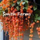 25 Seeds Orange Weeping Begonia Flowers Beautiful Hanging Basket Plant Fresh For Garden