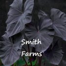 3 Seeds Black Magic Palm Tree Fresh For Garden 3 Seeds Black Magic Palm Tree Fresh For Garden