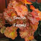 25 Seeds Autumn Ember Begonia Flowers Orange Red Yellow Fresh For Garden 25 Seeds Autumn Ember Begonia Flowers Orange Red Yellow Fresh For Garden