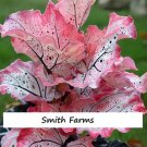 25 Seeds Pink Speckled Bumfuzzle Flowers Beautiful Fresh For Garden