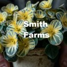 25 Seeds Yellow Spine Bumbershoot Hoe Plant Beautiful Fresh For Garden