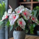 25 Seeds Angel Wings Begonia Flowers Yellow Planting Garden Fresh For Garden 25 Seeds Angel Wings Begonia Flowers Yellow Planting Garden Fresh For Garden