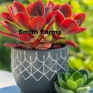 25 Seeds Red Paddle Plant Flower Kalanchoe Thyrsiflora Fresh For Garden
