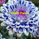50 Seeds Blue Speckled Daisy Flowers Fresh For Garden 50 Seeds Blue Speckled Daisy Flowers Fresh For Garden