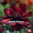 25 Seeds Chocolate Cosmo Flowers Fresh For Garden