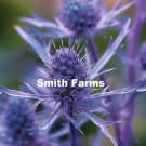 25 Seeds Purple Sea Holly Flowers Fresh For Garden 25 Seeds Purple Sea Holly Flowers Fresh For Garden