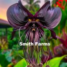 50 Seeds Black Bat Orchid Flowers Fresh For Garden 50 Seeds Black Bat Orchid Flowers Fresh For Garden