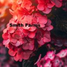 25 Seeds Pink Hydrangea Flowers Fresh For Garden