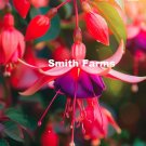 25 Seeds Fuchsia Lantern Flowers Fresh For Garden 25 Seeds Fuchsia Lantern Flowers Fresh For Garden