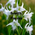 50 Seeds White Egret Orchid Flowers Fresh For Garden 50 Seeds White Egret Orchid Flowers Fresh For Garden