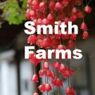 25 Seeds Red Weeping Begonia Flowers Beautiful Hanging Basket Plant Fresh For Garden