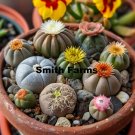 25 Seeds Lithop Succulents Cact Plants Fresh For Garden