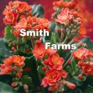25 Seeds Flaming Katy Flower Kalanchoe Blossfeldiana Fresh For Garden