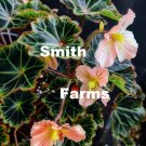 25 Seeds Pink Begonia Pearceflowers Fresh For Garden