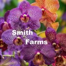 50 Seeds Purple Vanda Orchids Flowers Fresh For Garden 50 Seeds Purple Vanda Orchids Flowers Fresh For Garden