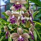 50 Seeds Purple Vanda Mimpalmer Flowers Fresh For Garden 50 Seeds Purple Vanda Mimpalmer Flowers Fresh For Garden