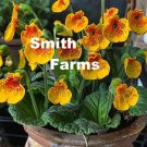 25 Seeds Yellow Ladys Purse Flowers Calceolaria X Herbeohybrida Fresh For Garden