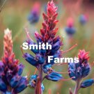 25 Seeds Blue Orange Puya Alpestris Flowers Fresh For Garden