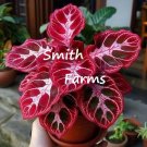 25 Seeds Seeds Crimson Trace Flower Red Fresh For Garden