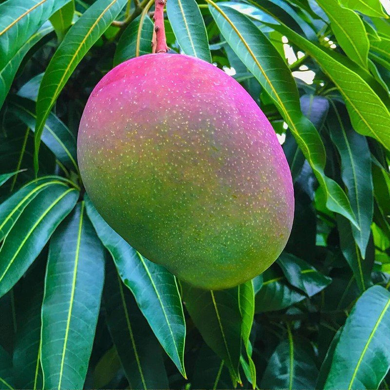 1 Seed Glenn Mango Fruit Planting Garden Fresh For Garden