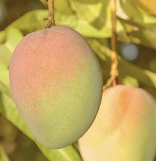 1 Seed Kensington Pride Mango Fruit Planting Garden Fresh For Garden