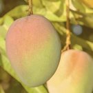 1 Seed Kensington Pride Mango Fruit Planting Garden Fresh For Garden