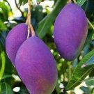 1 Seed Palmer Mango Fruit Planting Garden Fresh For Garden