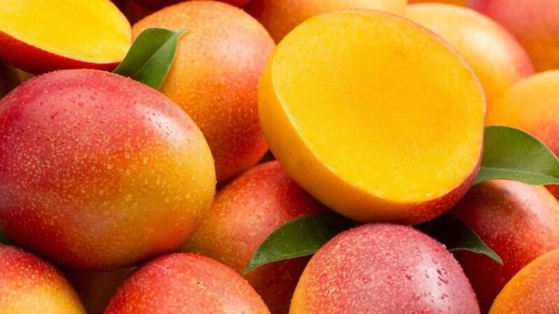 1 Seed Kent Mango Fruit Planting Garden Fresh For Garden