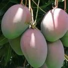 1 Seed Keitt Mango Fruit Planting Garden Fresh For Garden