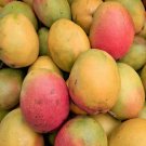 1 Seed Haden Mango Fruit Planting Garden Fresh For Garden