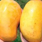 1 Seed Honey Mango Fruit Planting Garden Fresh For Garden
