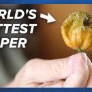 25 Seeds Pepper X Worlds Hottest Pepper Hot Hot Vegetable Garden Planting Fresh For Garden 25 Seeds Pepper X Worlds Hottest Pepper Hot Hot Vegetable Garden Planting Fresh For Garden