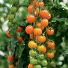 50 Seeds Toronjina Tomato Tomatoe Vegetable Garden Edible Canning Fresh For Garden