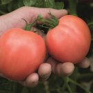 50 Seeds Torbay Tomato Tomatoe Vegetable Garden Edible Canning Fresh For Garden