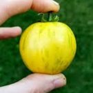 50 Seeds Topaz Or Huan U Tomato Tomatoe Vegetable Garden Edible Canning Fresh For Garden 50 Seeds Topaz Or Huan U Tomato Tomatoe Vegetable Garden Edible Canning Fresh For Garden