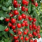 50 Seeds Tomatoberry Garden Tomato Tomatoe Vegetable Garden Edible Canning Fresh For Garden 50 Seeds Tomatoberry Garden Tomato Tomatoe Vegetable Garden Edible Canning Fresh For Garden