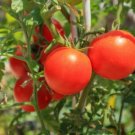 50 Seeds Tiptop Tomato Tomatoe Vegetable Garden Edible Canning Fresh For Garden