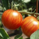50 Seeds Tiger Tom Tomato Tomatoe Vegetable Garden Edible Canning Fresh For Garden 50 Seeds Tiger Tom Tomato Tomatoe Vegetable Garden Edible Canning Fresh For Garden