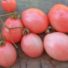 50 Seeds Thapink Egg Tomato Tomatoe Vegetable Garden Edible Canning Fresh For Garden