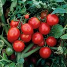 50 Seeds Tasty Treat Tomato Tomatoe Vegetable Garden Edible Canning Fresh For Garden