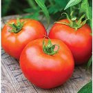 50 Seeds Tastilee Tomato Tomatoe Vegetable Garden Edible Canning Fresh For Garden