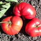 50 Seeds Tappys Hertitage Tomato Tomatoe Vegetable Garden Edible Canning Fresh For Garden
