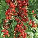 50 Seeds Sweet Million Tomato Tomatoe Vegetable Garden Edible Canning Fresh For Garden 50 Seeds Sweet Million Tomato Tomatoe Vegetable Garden Edible Canning Fresh For Garden