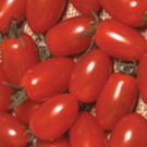 50 Seeds Sweet Elite Tomato Tomatoe Vegetable Garden Edible Canning Fresh For Garden