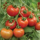 50 Seeds Sweet Clter Tomato Tomatoe Vegetable Garden Edible Canning Fresh For Garden