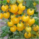 50 Seeds Sweet Canary Tomato Tomatoe Vegetable Garden Edible Canning Fresh For Garden 50 Seeds Sweet Canary Tomato Tomatoe Vegetable Garden Edible Canning Fresh For Garden