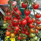 50 Seeds Sweet Aperitif Tomato Tomatoe Vegetable Garden Edible Canning Fresh For Garden