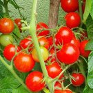 50 Seeds Super Sweet 100 Tomato Tomatoe Vegetable Garden Edible Canning Fresh For Garden 50 Seeds Super Sweet 100 Tomato Tomatoe Vegetable Garden Edible Canning Fresh For Garden